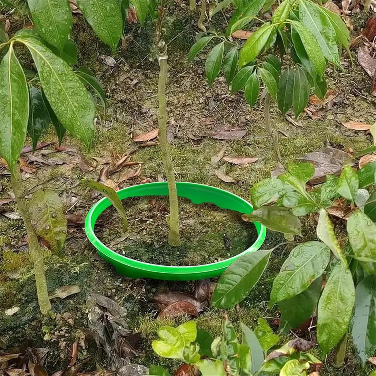 Big Discount 4 Plant Guard Rin - đánh giá và giá Gardening Tools Big