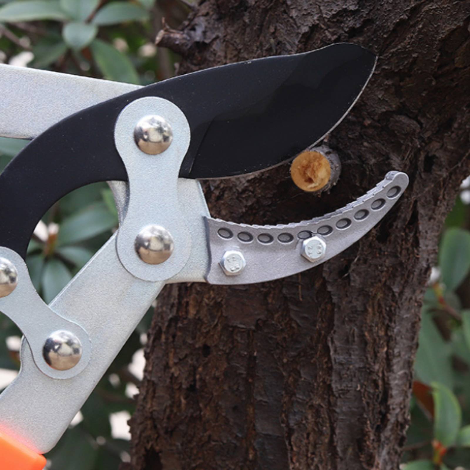 Telescopic Branch Pruners Shar - đánh giá và giá Gardening Tools Of